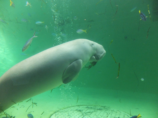 鳥羽水族館